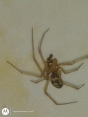 Steatoda grossa