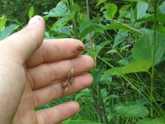 Carex echinodes
