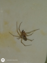 Steatoda grossa