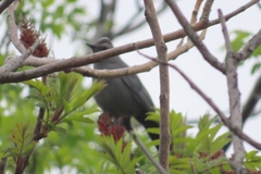 Dumetella carolinensis