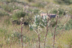 Echinops mandavillei
