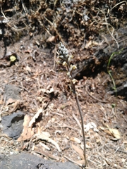 Sarcoglottis schaffneri