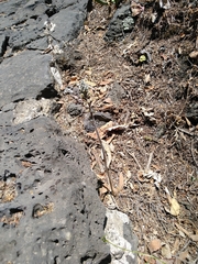 Sarcoglottis schaffneri