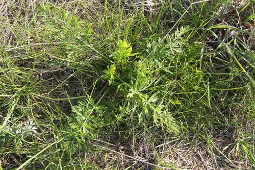 Dichoropetalum carvifolia, photograph 5