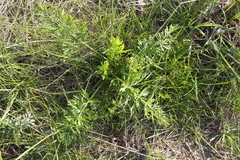 Dichoropetalum carvifolia, photograph Liubov Ilminska, CC0, iNaturalist via GBIF