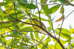 Eremomela scotops