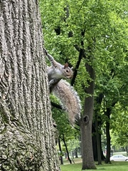 Sciurus carolinensis