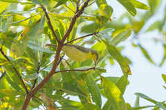 Eremomela scotops