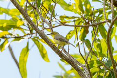 Eremomela scotops