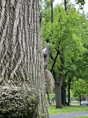 Sciurus carolinensis