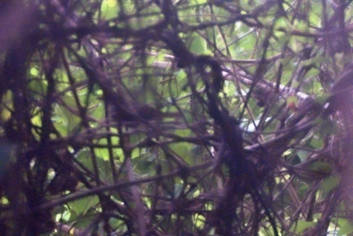 iNaturalist image