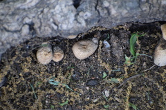 Basidiomycota