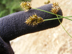 Carex pachystachya
