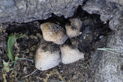 Basidiomycota