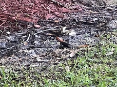 Agama picticauda