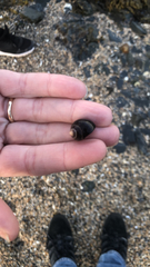 Littorina littorea