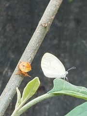 Eurema daira eugenia