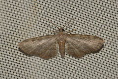 Eupithecia haworthiata