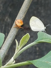 Eurema daira eugenia
