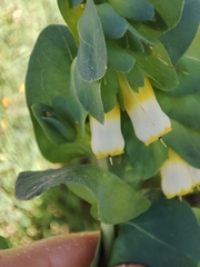 Cerinthe major