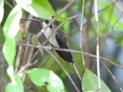 Phaethornis anthophilus