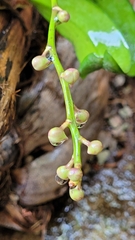 Aerides crispa
