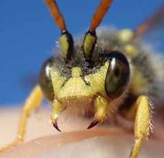 Nomada succincta
