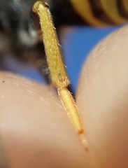 Nomada succincta