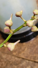 Aerides crispa