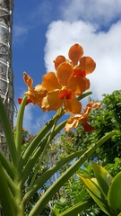 Vanda