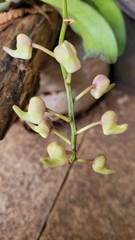 Aerides crispa