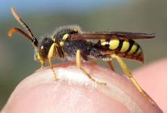 Nomada succincta