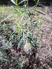 Cistus libanotis