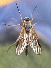 Rhagio vitripennis