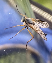 Rhagio vitripennis