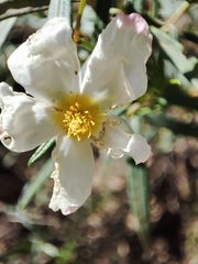 Cistus libanotis