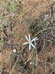Leucocrinum montanum