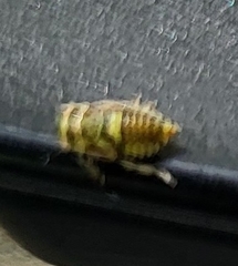 Cicadellidae