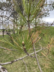 Pinus resinosa