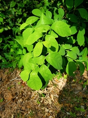 Lindera benzoin
