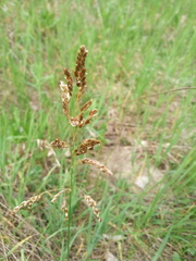 Anthoxanthum repens