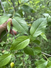 Rhamnus lanceolata