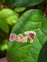 Cameraria gaultheriella