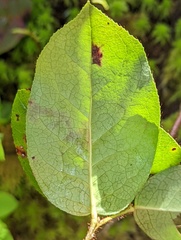 Cameraria gaultheriella