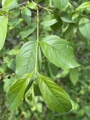 Rhamnus lanceolata
