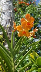 Vanda