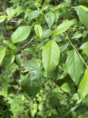 Rhamnus lanceolata