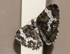 Rheumaptera hastata