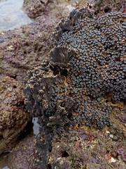 Porifera