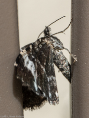 Rheumaptera hastata
